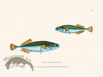 084 Ten Spined Stickleback